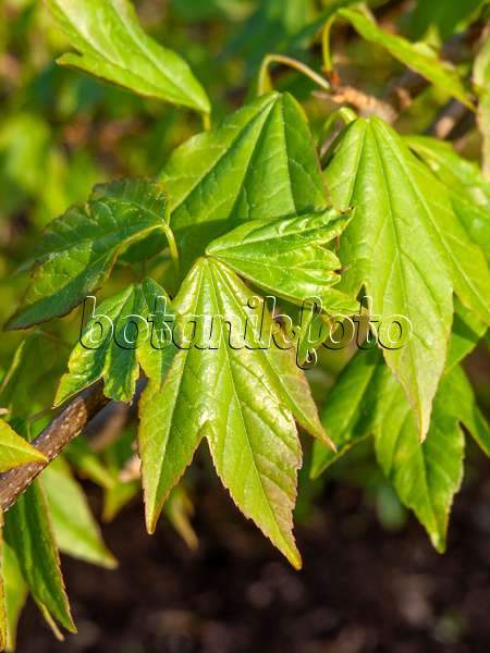 459042 - Trident maple (Acer buergerianum)