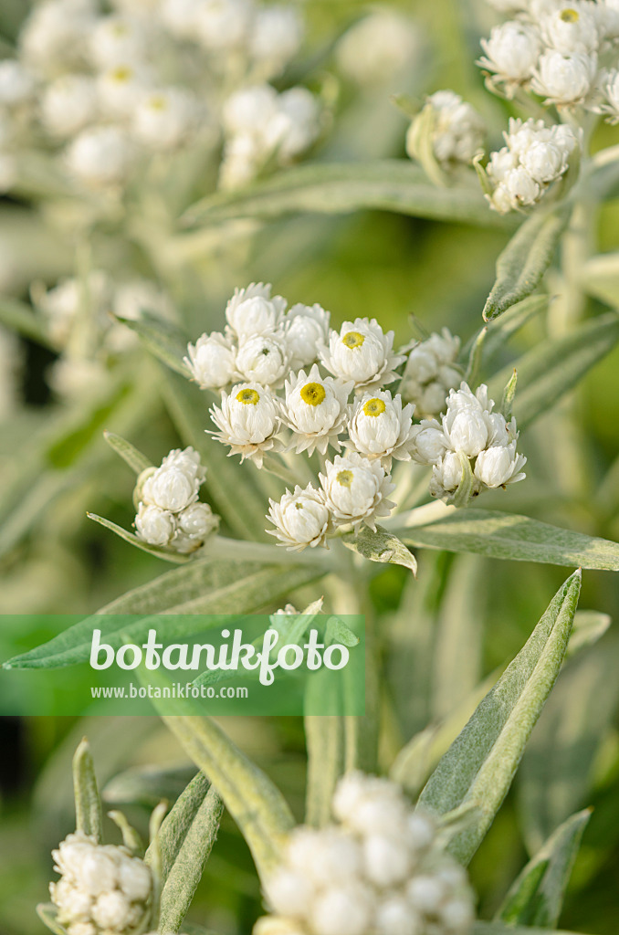 523006 - Triple-veined pearly everlasting (Anaphalis triplinervis 'Sommerschnee')