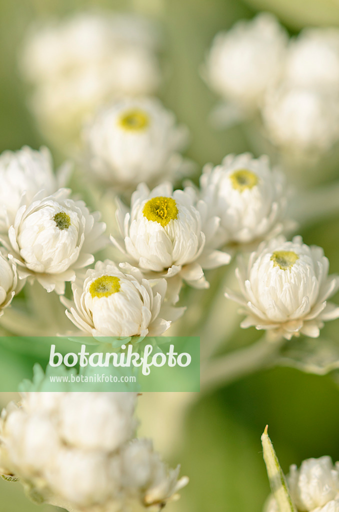 523008 - Triple-veined pearly everlasting (Anaphalis triplinervis 'Sommerschnee')