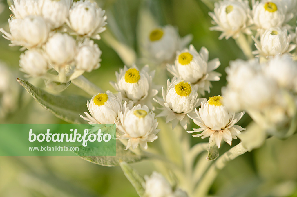 523009 - Triple-veined pearly everlasting (Anaphalis triplinervis 'Sommerschnee')