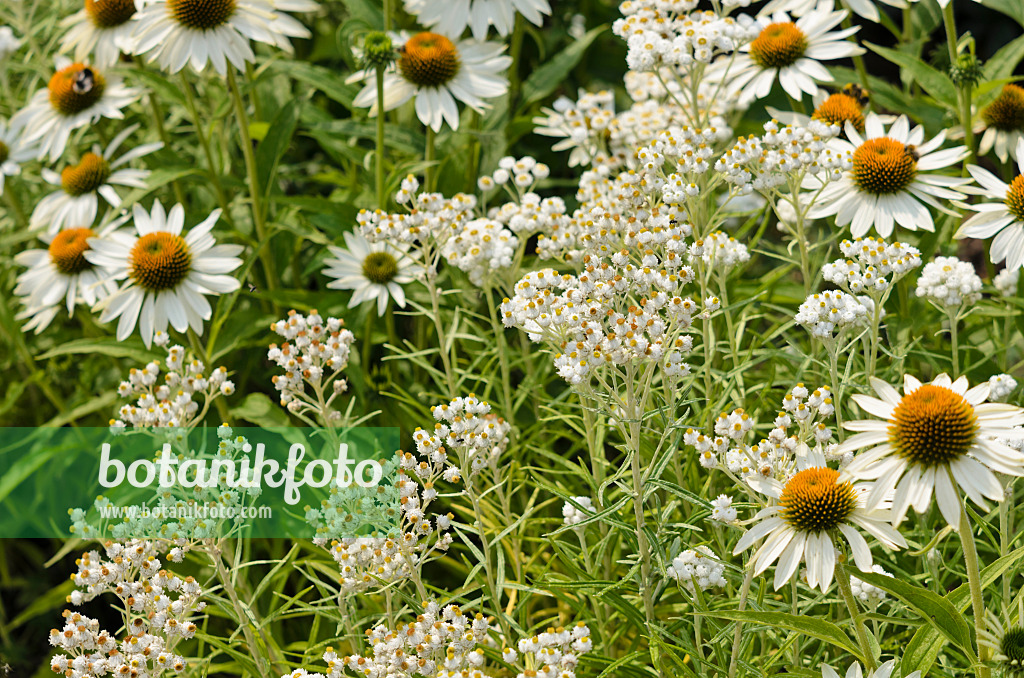 534397 - Triple-veined pearly everlasting (Anaphalis triplinervis 'Sommerschnee') and purple cone flower (Echinacea purpurea 'Baby Swan White')