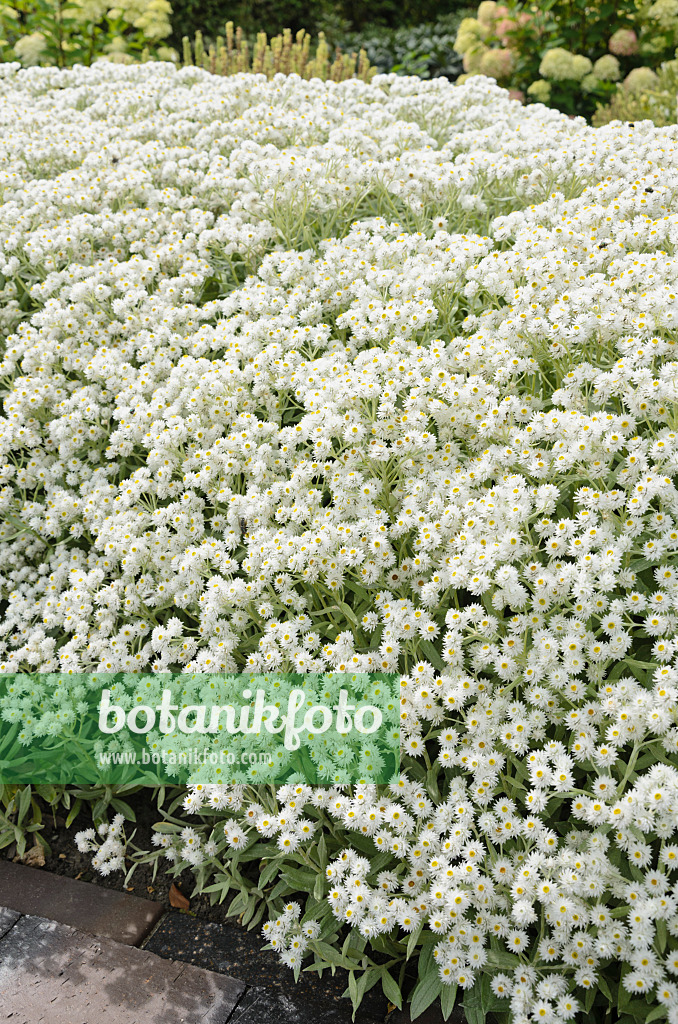 571030 - Triple-veined pearly everlasting (Anaphalis triplinervis 'Sommerschnee')