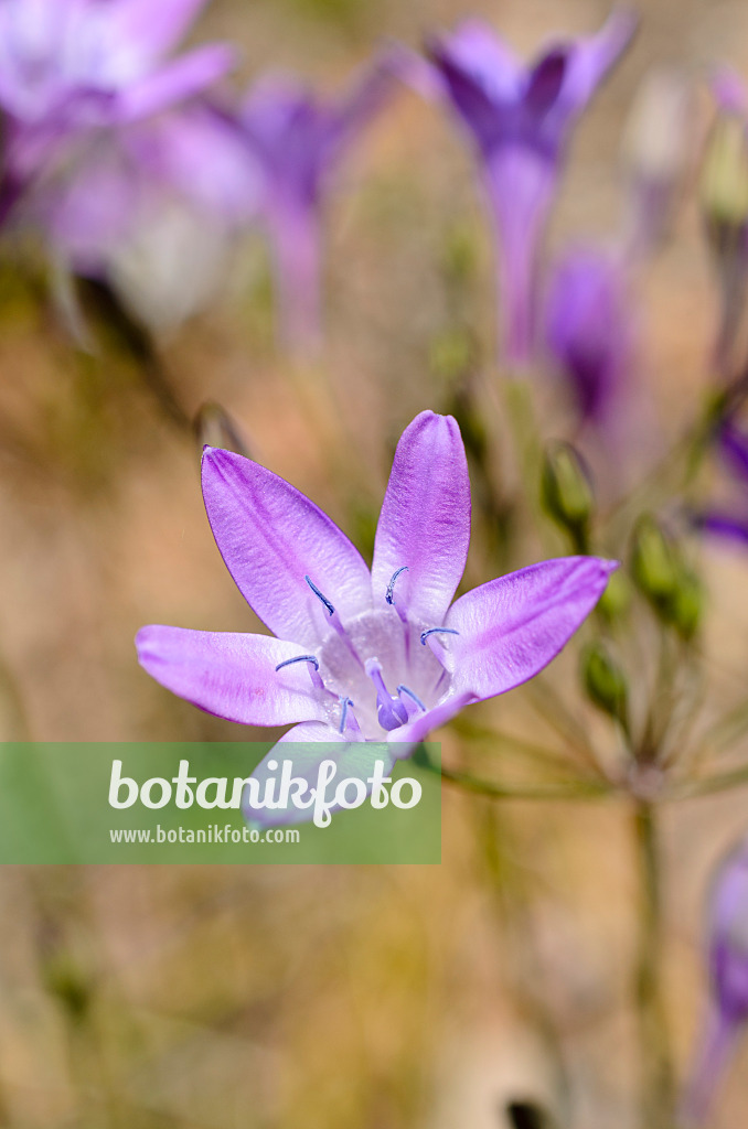 508433 - Triplet lily (Triteleia bridgesii syn. Brodiaea bridgesii)