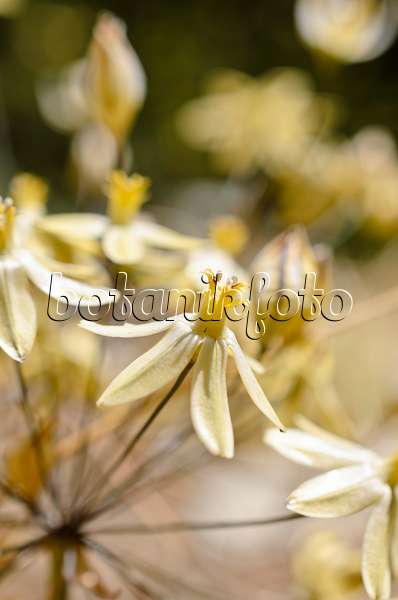 508429 - Triteleia ixioides subsp. scabra