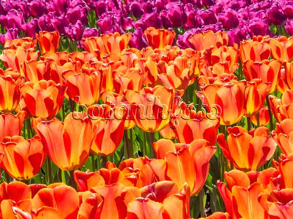401186 - Triumph tulip (Tulipa Annie Schilder)