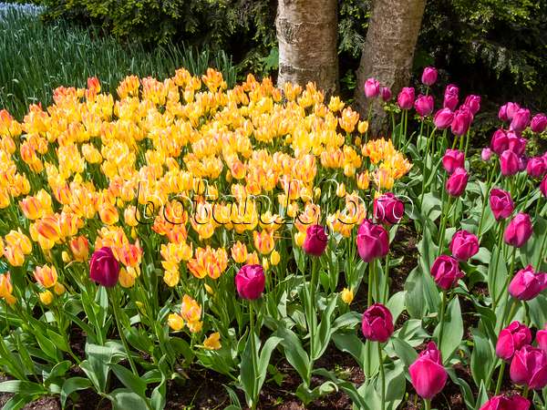 401064 - Triumph tulip (Tulipa Attila) and single late tulip (Tulipa Antoinette)