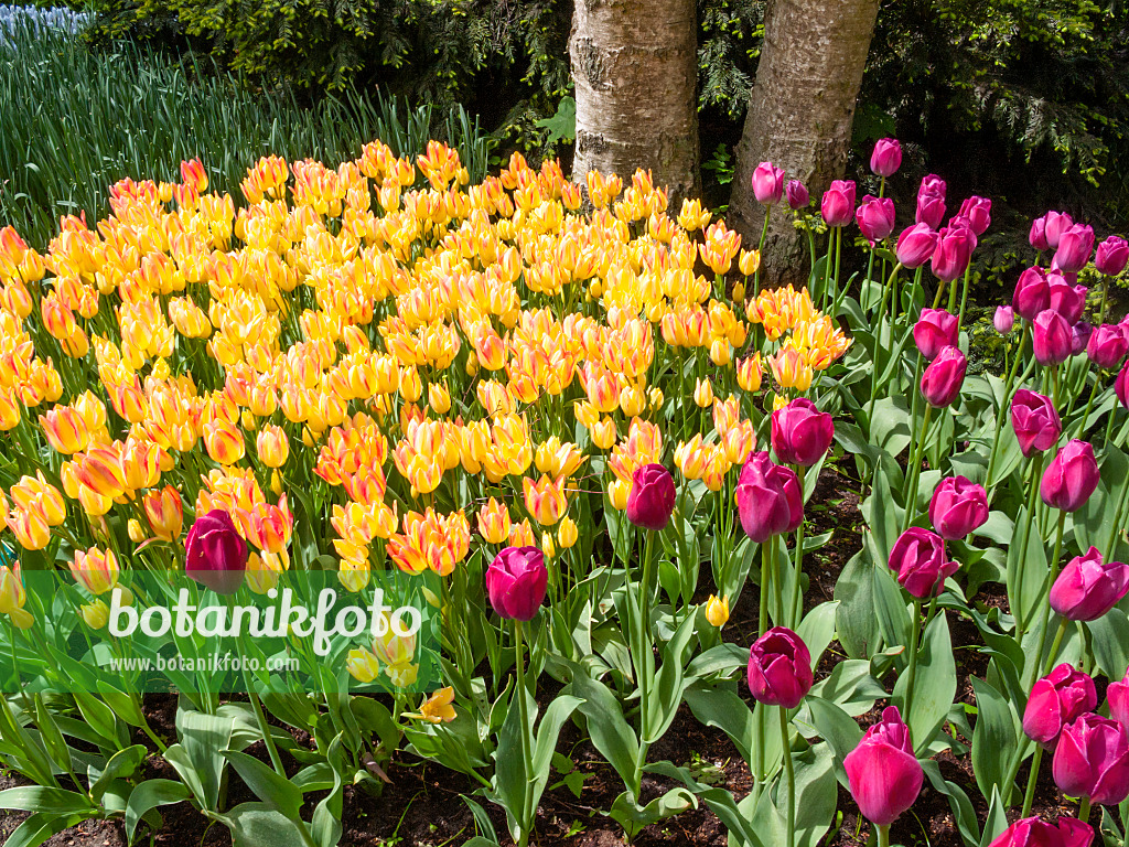 401064 - Triumph tulip (Tulipa Attila) and single late tulip (Tulipa Antoinette)