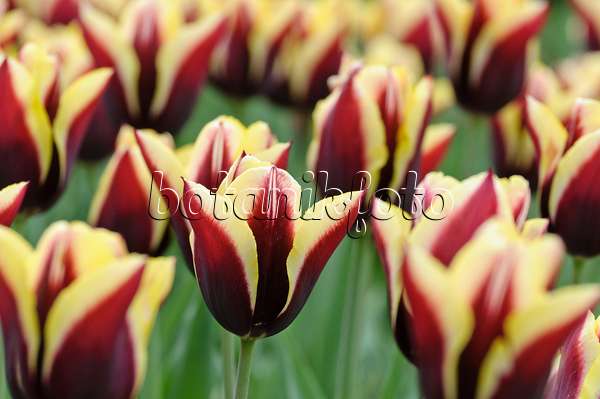 471315 - Triumph tulip (Tulipa Gavota)