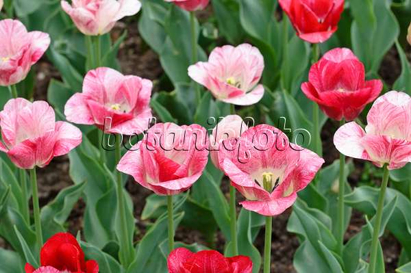 471316 - Triumph tulip (Tulipa Hemisphere)