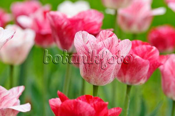 471317 - Triumph tulip (Tulipa Hemisphere)