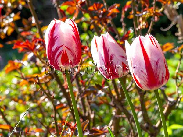 437100 - Triumph tulip (Tulipa Ice Follies)