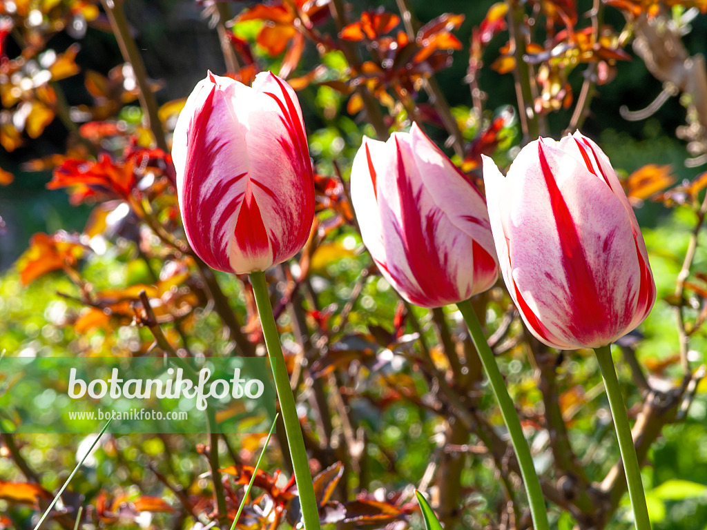 437100 - Triumph tulip (Tulipa Ice Follies)