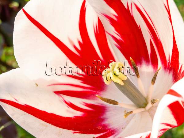 437201 - Triumph tulip (Tulipa Ice Follies)