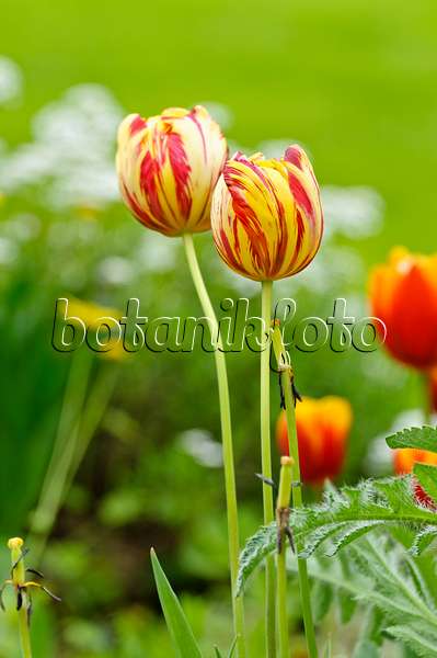 484158 - Triumph tulip (Tulipa Kees Nelis)