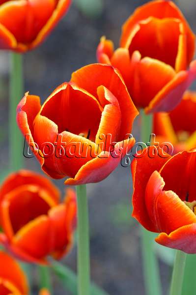 471335 - Triumph tulip (Tulipa Laura Fygi)