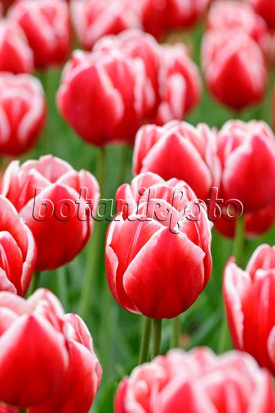 471313 - Triumph tulip (Tulipa Leen van der Mark)