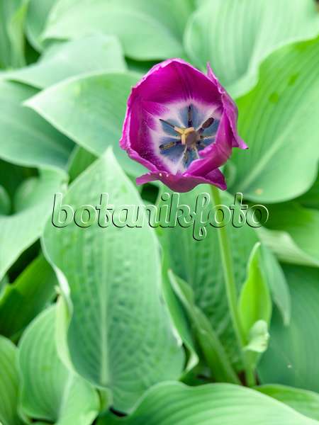 437207 - Triumph tulip (Tulipa Negrita)