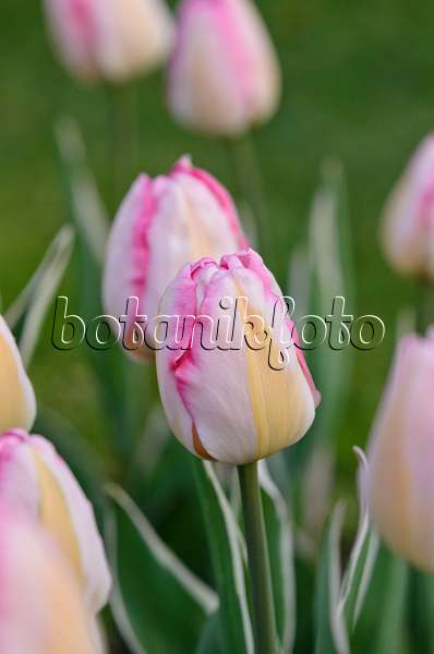 520063 - Triumph tulip (Tulipa New Design)