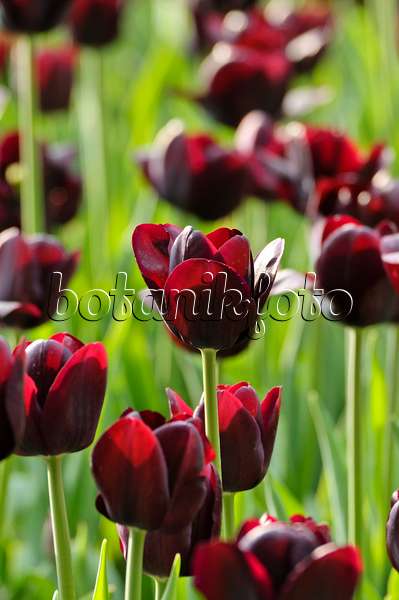 471319 - Triumph tulip (Tulipa Night Rider)