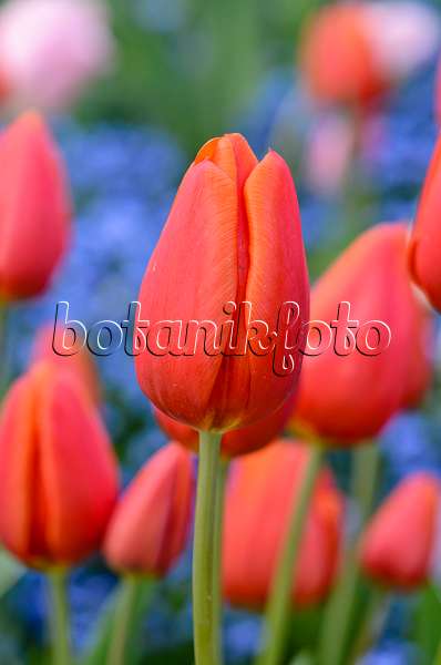 531164 - Triumph tulip (Tulipa Orange Cassini)
