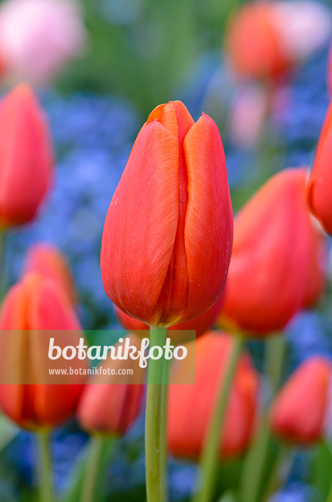 531164 - Triumph tulip (Tulipa Orange Cassini)