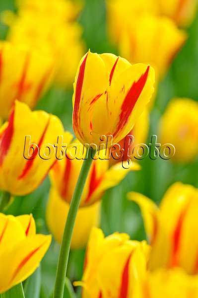471314 - Triumph tulip (Tulipa Washington)