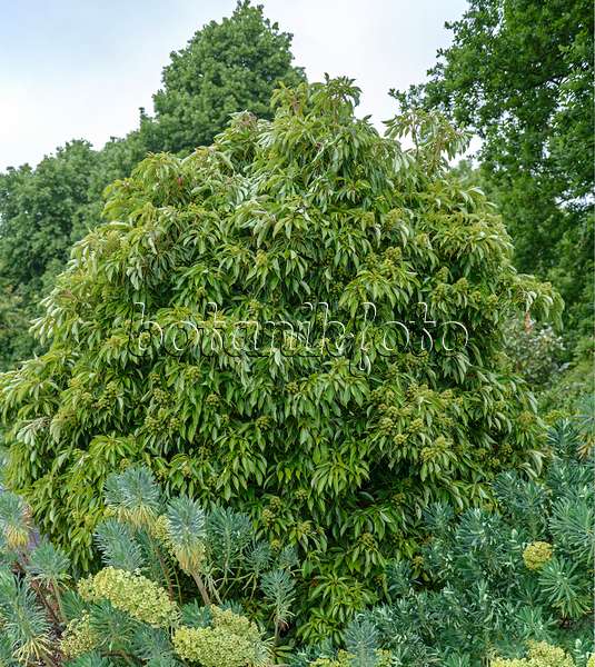 547310 - Trochodendron aralioides