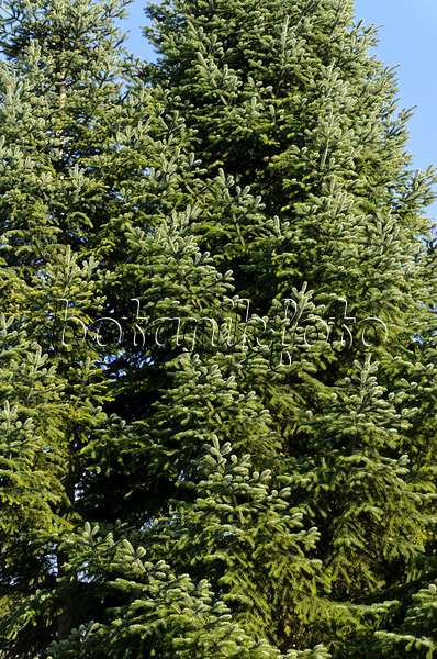 494071 - Trojan fir (Abies nordmanniana subsp. equi-trojani)