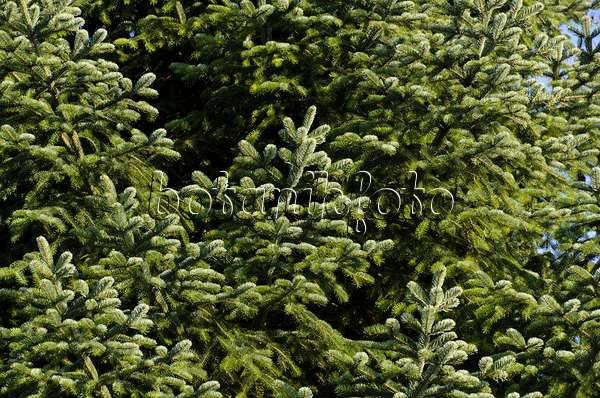 494072 - Trojan fir (Abies nordmanniana subsp. equi-trojani)