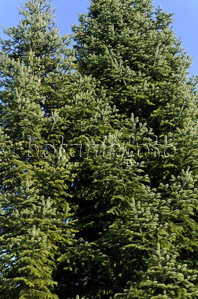494073 - Trojan fir (Abies nordmanniana subsp. equi-trojani)