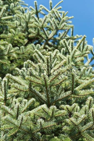 511184 - Trojan fir (Abies nordmanniana subsp. equi-trojani)