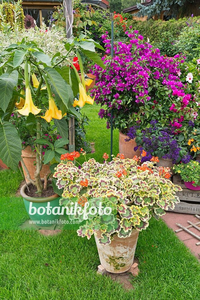 546064 - Trompette des anges écarlate (Brugmansia), géranium (Pelargonium), bougainvillée (Bougainvillea) et héliotrope (Heliotropium arborescens)