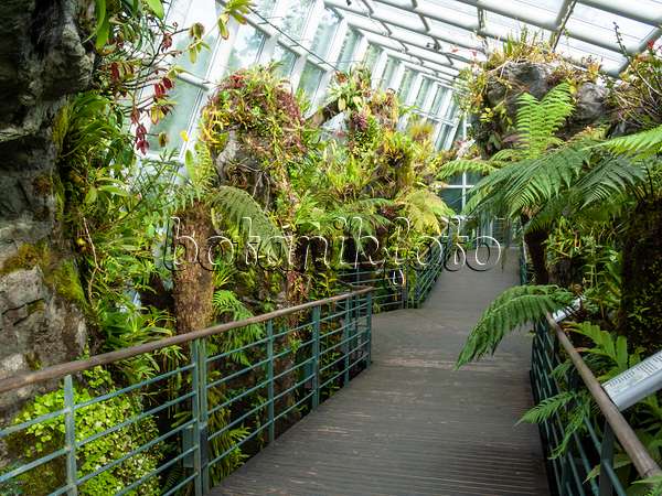 411015 - Tropical house with footbridge, National Orchid Garden, Singapore