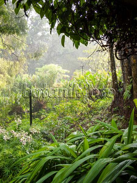 411183 - Tropical park in misty weather