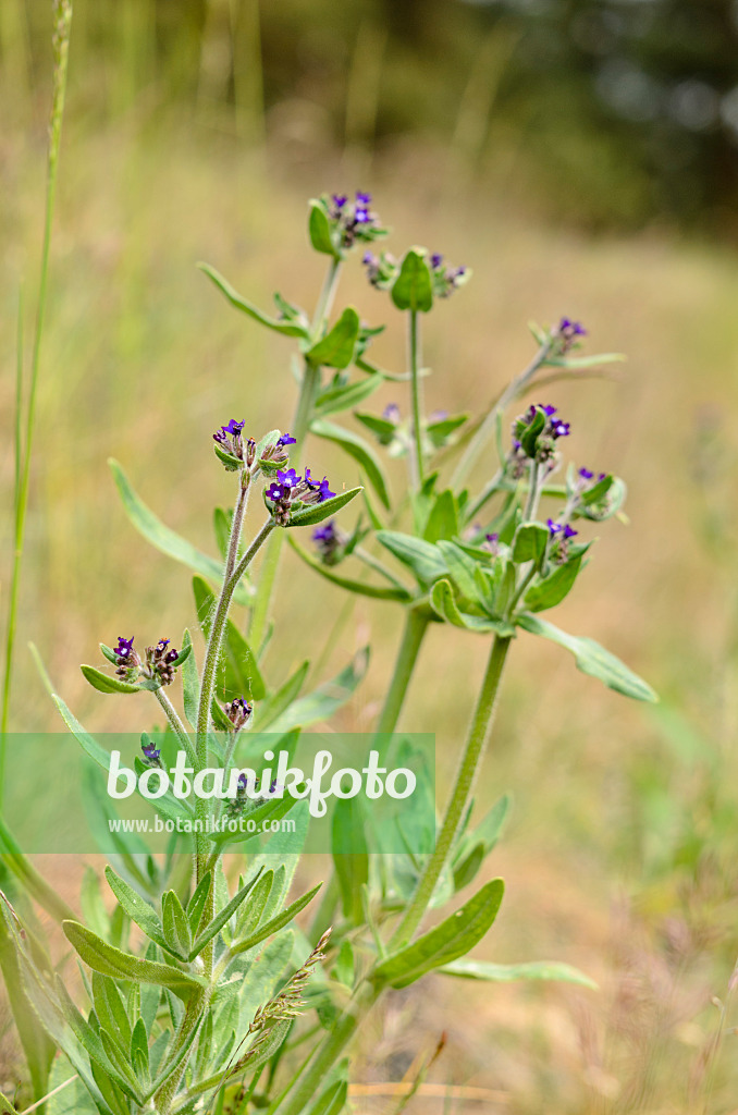 545029 - True alkanet (Anchusa officinalis)