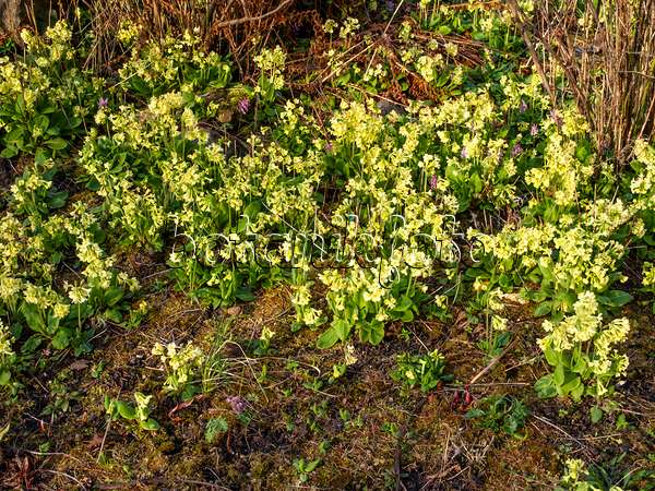 458012 - True oxlip (Primula elatior)
