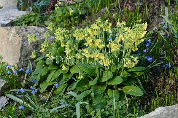 495125 - True oxlip (Primula elatior)