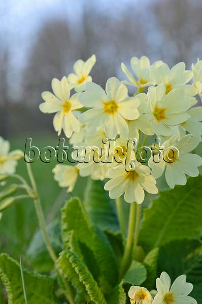 507012 - True oxlip (Primula elatior)