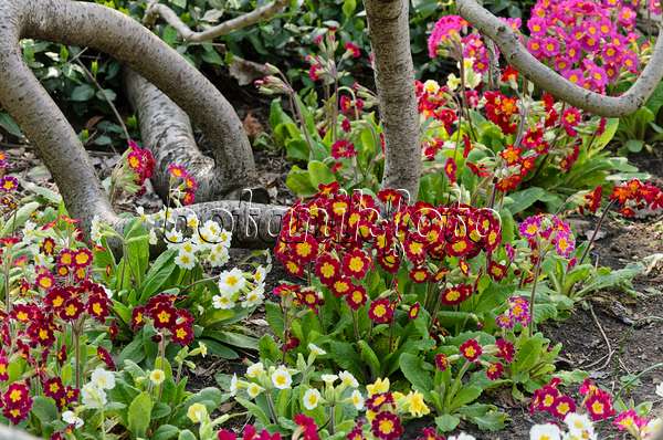 531039 - True oxlip (Primula elatior)