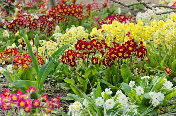 531040 - True oxlip (Primula elatior) and comon primrose (Primula vulgaris syn. Primula acaulis)