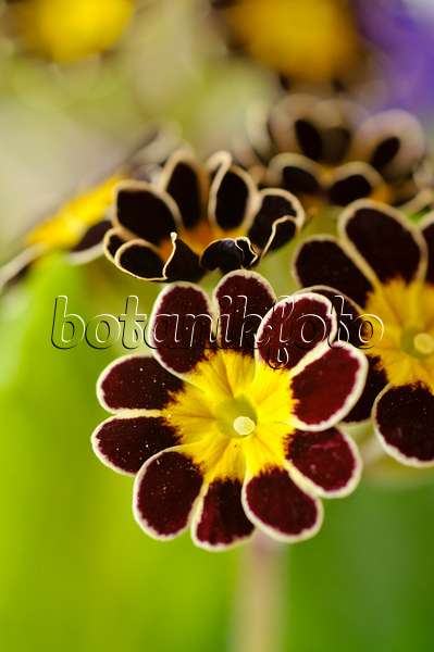 483095 - True oxlip (Primula elatior 'Victoriana Silver Lace Black')