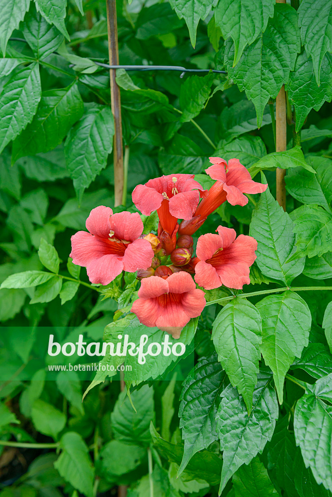 558059 - Trumpet creeper (Campsis radicans 'Stromboli')