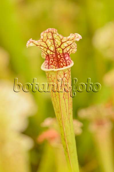 547341 - Trumpet pitcher (Sarracenia)