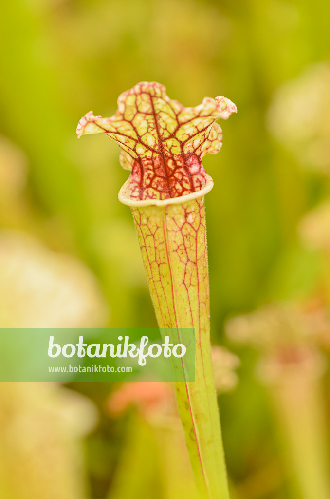 547341 - Trumpet pitcher (Sarracenia)