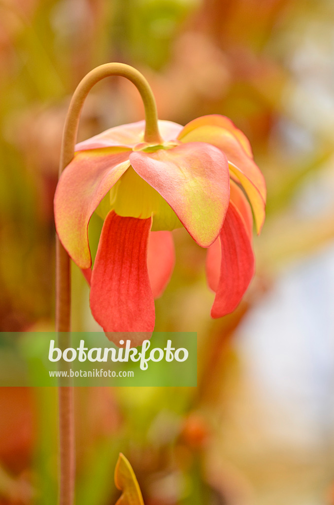 555073 - Trumpet pitcher (Sarracenia)