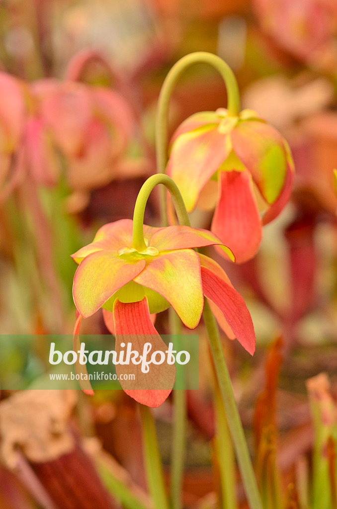 555074 - Trumpet pitcher (Sarracenia)