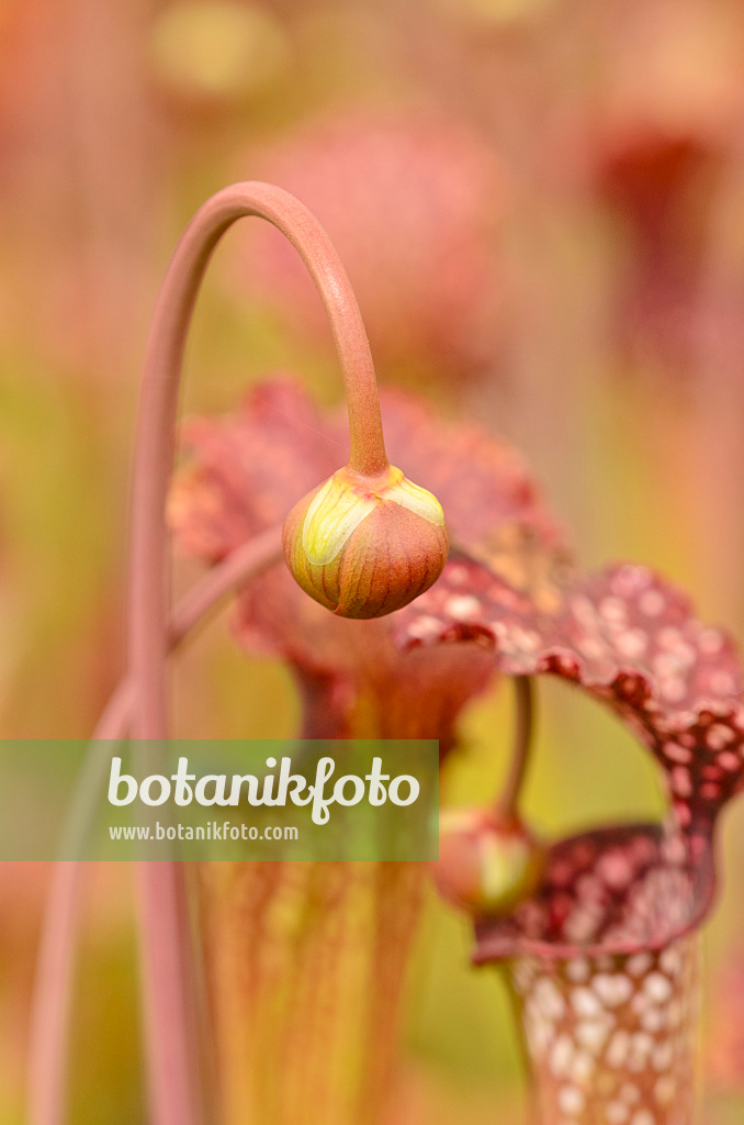 555076 - Trumpet pitcher (Sarracenia)