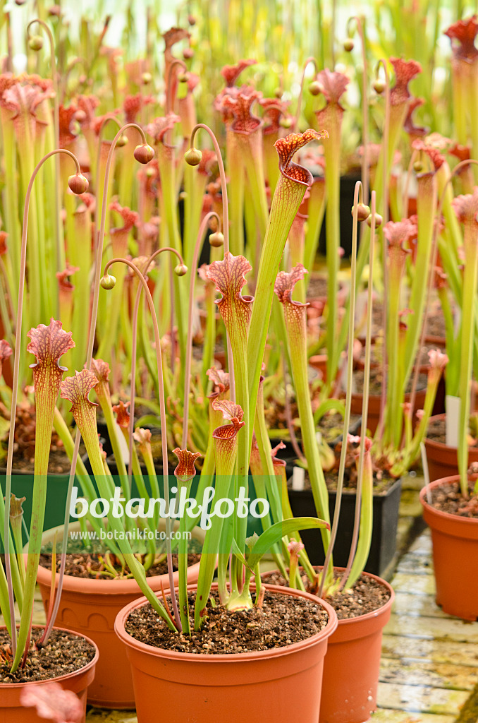 555086 - Trumpet pitcher (Sarracenia)