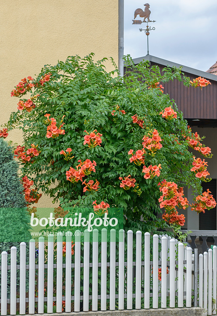 558060 - Trumpet vine (Campsis x tagliabuana 'Mme Galen')