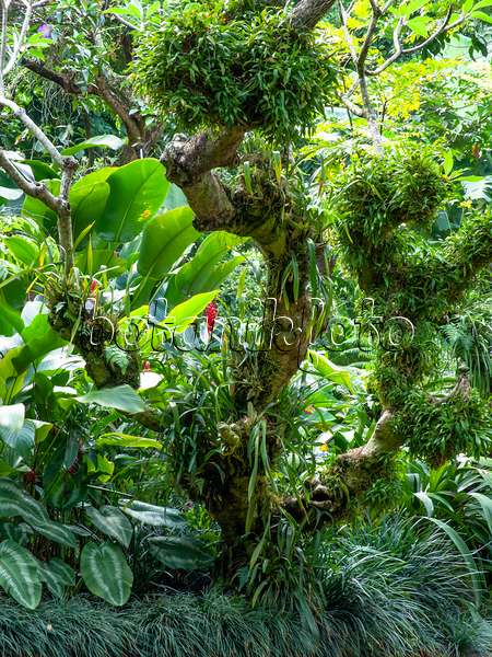 434220 - Trunk with epiphytic plants, National Orchid Garden, Singapore